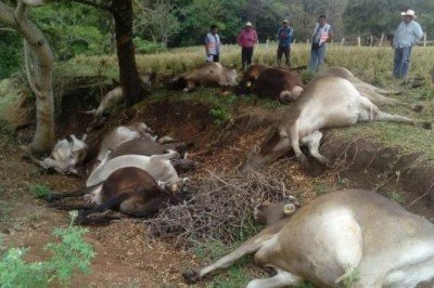 Rayo mata a 13 semovientes en Villacorzo