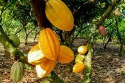 Productores de cacao chiapanecos en crisis económica 