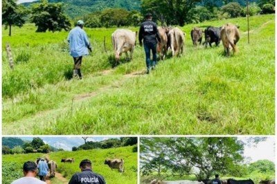 Recuperan ganado robado en Villacorzo 