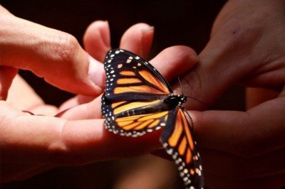 Liberan mariposas en Unicach para su preservación