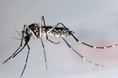 ¿Cómo reconocer al mosquito del dengue?