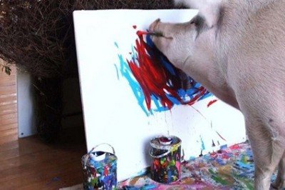 Pigcasso, el famoso cerdo pintor, murió a los 8 años