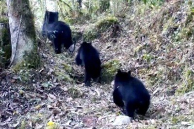 Hallan osos Paddington en Bolivia y dan esperanza a la especie