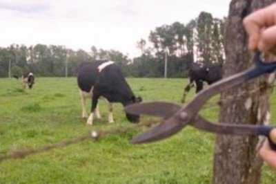 Denuncian robo de ganado en rancho