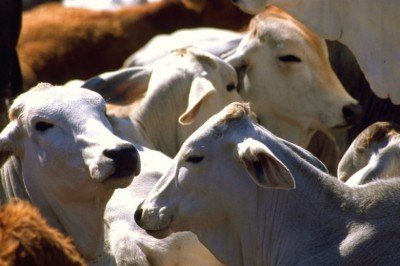 Detectan presunto brote de tuberculosis en ganado en Chiapas