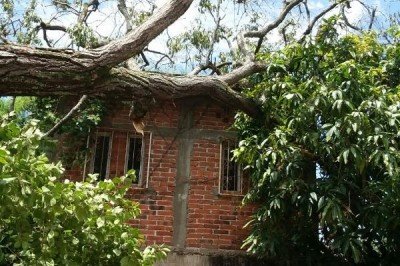 Fuertes vientos provocan caídas de árboles que dañaron viviendas