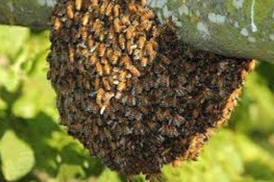Hospitalizan a agricultor por ataque de abejas africanizadas