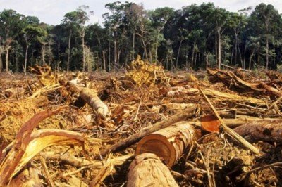 En la Mira / * Anarquía en los Chimalapas arrasa con 160 mil hectáreas de bosques y selvas
