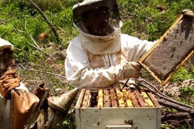 Grandes limitantes enfrentan productores de miel de Chiapas para la exportación
