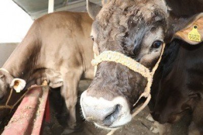 La pollinaza, causante de la muerte de ganado bovino y ovino en la Frailesca: Sader