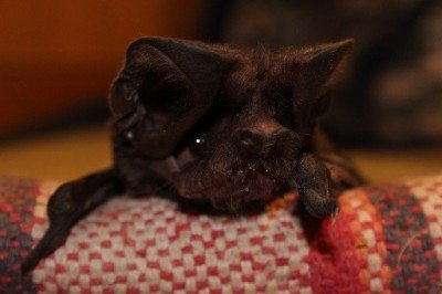 Identifican en la UNICACH nueva especie de murciélago