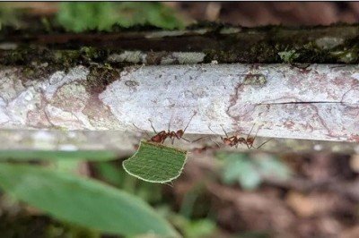 Las hormigas se «apoderaron» del mundo siguiendo a las plantas con flores: estudio