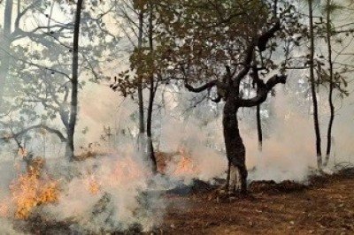 Manos asesinas han quemado bosques y cerros en Chiapas: Ernesto León Espinosa