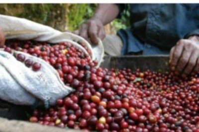 Demanda, Nestlé pague precios justos a los productores de café de Chiapas